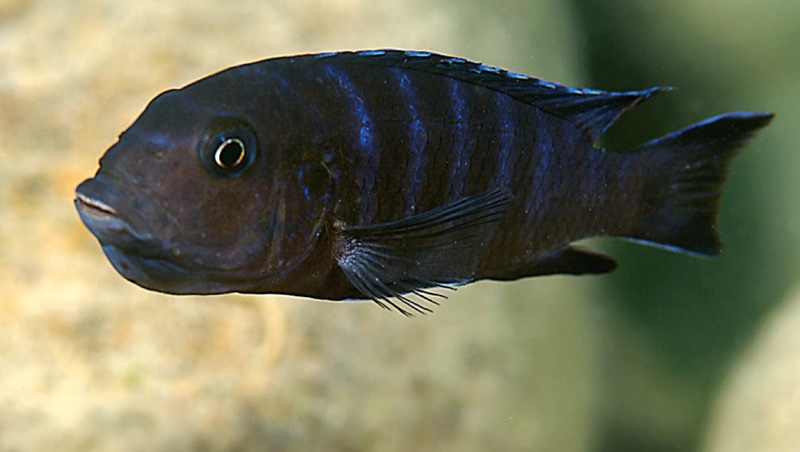 Maylandia sp. 'agressive zebra maleri' Nakantenga Island